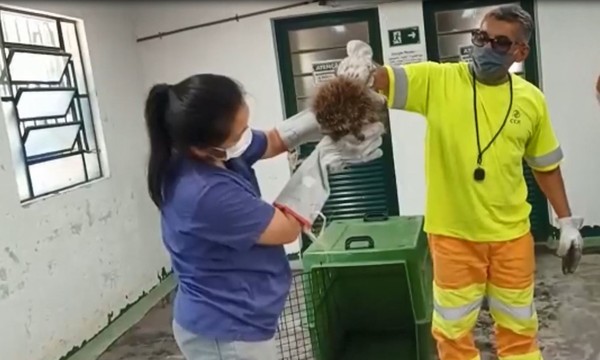 Porco-espinho é resgatado na Rodovia Presidente Dutra em Lorena